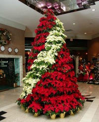 poinsettirree.jpg
